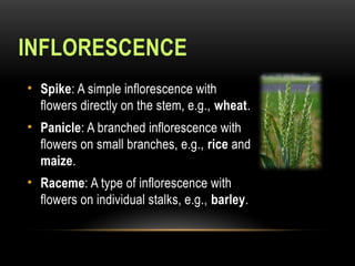 INFLORESCENCE
• Spike: A simple inflorescence with
flowers directly on the stem, e.g., wheat.
• Panicle: A branched inflorescence with
flowers on small branches, e.g., rice and
maize.
• Raceme: A type of inflorescence with
flowers on individual stalks, e.g., barley.
 