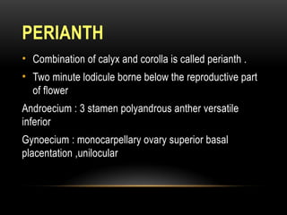 PERIANTH
• Combination of calyx and corolla is called perianth .
• Two minute lodicule borne below the reproductive part
of flower
Androecium : 3 stamen polyandrous anther versatile
inferior
Gynoecium : monocarpellary ovary superior basal
placentation ,unilocular
 