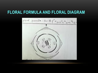 FLORAL FORMULA AND FLORAL DIAGRAM
Your text here
 