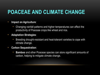 POACEAE AND CLIMATE CHANGE
• Impact on Agriculture:
• Changing rainfall patterns and higher temperatures can affect the
productivity of Poaceae crops like wheat and rice.
• Adaptation Strategies:
• Breeding drought-resistant and heat-tolerant varieties to cope with
climate change.
• Carbon Sequestration:
• Bamboo and other Poaceae species can store significant amounts of
carbon, helping to mitigate climate change.
 