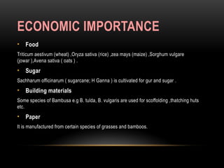 ECONOMIC IMPORTANCE
• Food
Triticum aestivum (wheat) ,Oryza sativa (rice) ,zea mays (maize) ,Sorghum vulgare
(jowar ),Avena sativa ( oats ) .
• Sugar
Sachharum officinarum ( sugarcane; H Ganna ) is cultivated for gur and sugar .
• Building materials
Some species of Bambusa e.g B. tulda, B. vulgaris are used for scoffolding ,thatching huts
etc.
• Paper
It is manufactured from certain species of grasses and bamboos.
 