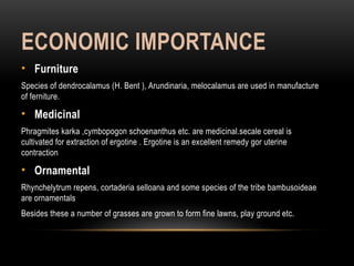 ECONOMIC IMPORTANCE
• Furniture
Species of dendrocalamus (H. Bent ), Arundinaria, melocalamus are used in manufacture
of ferniture.
• Medicinal
Phragmites karka ,cymbopogon schoenanthus etc. are medicinal.secale cereal is
cultivated for extraction of ergotine . Ergotine is an excellent remedy gor uterine
contraction
• Ornamental
Rhynchelytrum repens, cortaderia selloana and some species of the tribe bambusoideae
are ornamentals
Besides these a number of grasses are grown to form fine lawns, play ground etc.
 