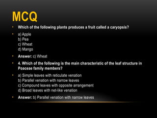 MCQ
• Which of the following plants produces a fruit called a caryopsis?
• a) Apple
b) Pea
c) Wheat
d) Mango
• Answer: c) Wheat
• 4. Which of the following is the main characteristic of the leaf structure in
Poaceae family members?
• a) Simple leaves with reticulate venation
b) Parallel venation with narrow leaves
c) Compound leaves with opposite arrangement
d) Broad leaves with net-like venation
• Answer: b) Parallel venation with narrow leaves
 