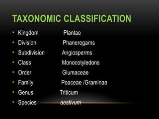 TAXONOMIC CLASSIFICATION
• Kingdom Plantae
• Division Phanerogams
• Subdivision Angiosperms
• Class Monocotyledons
• Order Glumaceae
• Family Poaceae /Graminae
• Genus Triticum
• Species aestivum
 