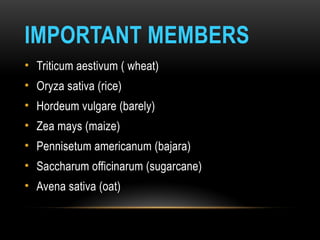 IMPORTANT MEMBERS
• Triticum aestivum ( wheat)
• Oryza sativa (rice)
• Hordeum vulgare (barely)
• Zea mays (maize)
• Pennisetum americanum (bajara)
• Saccharum officinarum (sugarcane)
• Avena sativa (oat)
 
