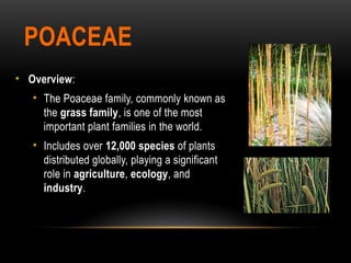 POACEAE
• Overview:
• The Poaceae family, commonly known as
the grass family, is one of the most
important plant families in the world.
• Includes over 12,000 species of plants
distributed globally, playing a significant
role in agriculture, ecology, and
industry.
 