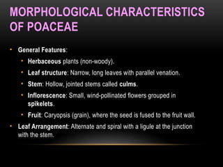 MORPHOLOGICAL CHARACTERISTICS
OF POACEAE
• General Features:
• Herbaceous plants (non-woody).
• Leaf structure: Narrow, long leaves with parallel venation.
• Stem: Hollow, jointed stems called culms.
• Inflorescence: Small, wind-pollinated flowers grouped in
spikelets.
• Fruit: Caryopsis (grain), where the seed is fused to the fruit wall.
• Leaf Arrangement: Alternate and spiral with a ligule at the junction
with the stem.
 