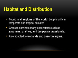 • Found in all regions of the world, but primarily in
temperate and tropical climates.
• Grasses dominate many ecosystems such as
savannas, prairies, and temperate grasslands.
• Also adapted to wetlands and desert margins.
Habitat and Distribution
 