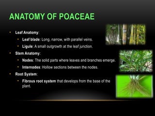 ANATOMY OF POACEAE
• Leaf Anatomy:
• Leaf blade: Long, narrow, with parallel veins.
• Ligule: A small outgrowth at the leaf junction.
• Stem Anatomy:
• Nodes: The solid parts where leaves and branches emerge.
• Internodes: Hollow sections between the nodes.
• Root System:
• Fibrous root system that develops from the base of the
plant.
 