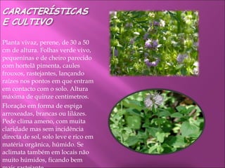 Planta vivaz, perene, de 30 a 50 cm de altura. Folhas verde vivo, pequeninas e de cheiro parecido com hortelã pimenta, caules frouxos, rastejantes, lançando raízes nos pontos em que entram em contacto com o solo. Altura máxima de quinze centímetros. Floração em forma de espiga arroxeadas, brancas ou lilázes. Pede clima ameno, com muita claridade mas sem incidência directa de sol, solo leve e rico em matéria orgânica, húmido. Se aclimata também em locais não muito húmidos, ficando bem mais rastejante. 