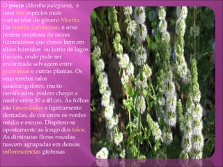 O  poejo  ( Mentha pulegium ),  é uma  das  espécies mais conhecidas do género  Mentha . Da  família   Lamiaceae , é uma perene cespitosa de raízes rizomatosas que cresce bem em sítios húmidos  ou junto de lagos fluviais, onde pode ser encontrada selvagem entre  gramíneas  e outras plantas. Os seus erectos talos quadrangulares, muito ramificados, podem chegar a medir entre 30 a 40 cm. As folhas são  lanceoladas  e ligeiramente dentadas, de cor entre os verdes médio e escuro. Dispõem-se opostamente ao longo dos  talos . As diminutas flores rosadas nascem agrupadas em densas  inflorescências  globosas 