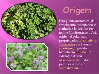 Esta planta aromática, de crescimento espontâneo, é conhecida há séculos em todo o Mediterrâneo e Ásia ocidental pelas suas propriedades  carminativas ,  relaxantes  e até como  emenagoga  quando tomada em  infusão . Por extracção de um  óleo essencial , também pode ser usada em  aromaterapia . 