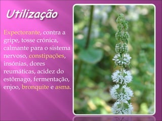 Expectorante , contra a gripe, tosse crónica, calmante para o sistema nervoso,  constipações , insónias, dores reumáticas, acidez do estômago, fermentação, enjoo,  bronquite  e  asma . 