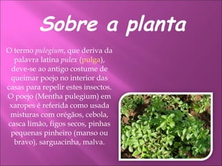 O termo  pulegium , que deriva da palavra latina  pulex  ( pulga ), deve-se ao antigo costume de queimar poejo no interior das casas para repelir estes insectos. O poejo (Mentha pulegium) em xaropes é referida como usada misturas com orégãos, cebola, casca limão, figos secos, pinhas pequenas pinheiro (manso ou bravo), sarguacinha, malva. Sobre a planta 