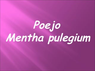 Poejo Mentha pulegium 