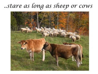 ..stare as long as sheep or cows
 