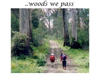 ..woods we pass
 