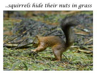 ..squirrels hide their nuts in grass
 