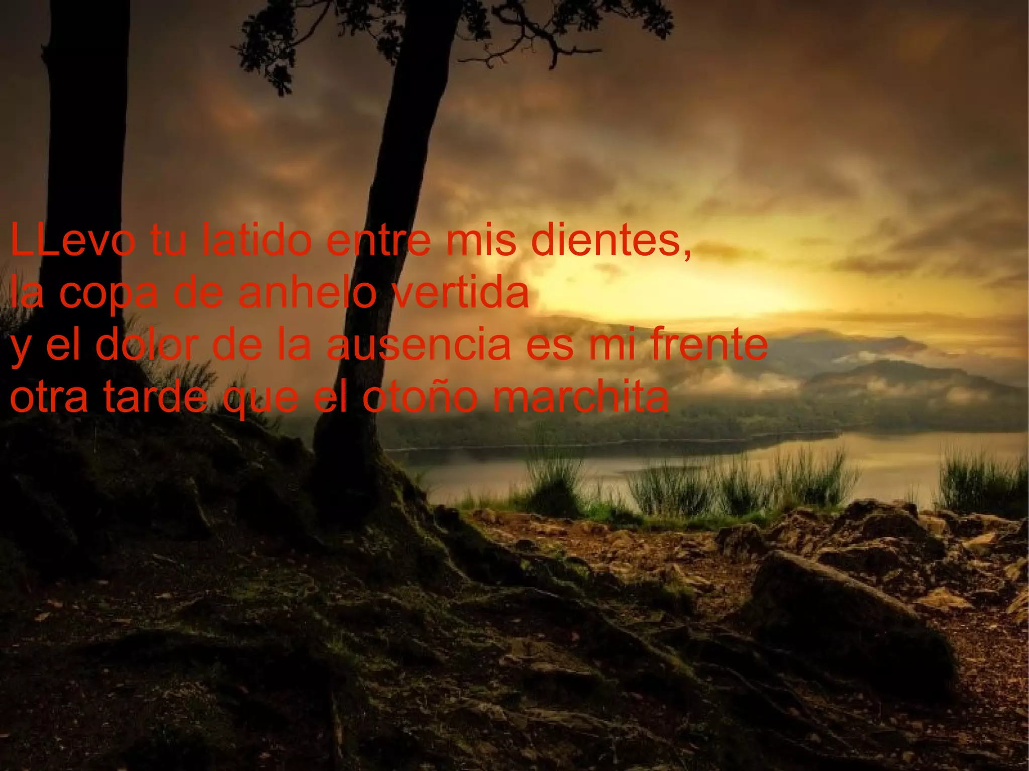LLevo tu latido entre mis dientes, la copa de anhelo vertida y el dolor de la ausencia es mi frente otra tarde que el otoño marchita