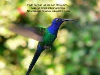 Pode   ser que um dia nos afastemos... Mas, se ainda sobrar amizade, Nasceremos de novo, um para o outro 