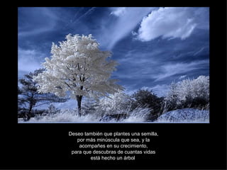 Deseo también que plantes una semilla, por más minúscula que sea, y la acompañes en su crecimiento, para que descubras de cuantas vidas está hecho un árbol . 