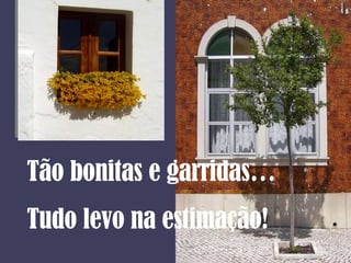 Tão bonitas e garridas… Tudo levo na estimação! 