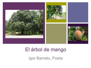 El árbol de mango Igor Barreto, Poeta  