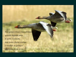 Não posso evitar o teu sofrimento quando alguma pena te parte o coração, mas posso chorar contigo e recolher os pedaços para armá-lo de novo. 