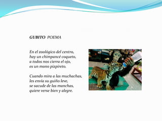 GUBITO POEMAEn el zoológico del centro, hay un chimpancé coqueto, a todos nos cierra el ojo, es un mono pizpireto. Cuando mira a las muchachas, les envía su guiño leve, se sacude de las manchas, quiere verse bien y alegre.  