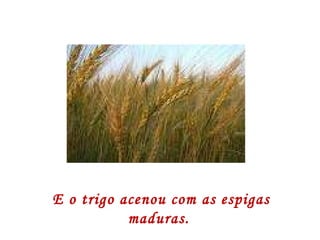 E o trigo acenou com as espigas maduras.  