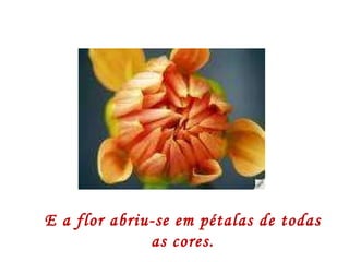 E a flor abriu-se em pétalas de todas as cores. 