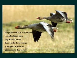 No puedo evitar tu sufrimiento cuando alguna pena te parta el corazón, Pero puedo llorar contigo y recoger los pedazos para armarlo de nuevo. 