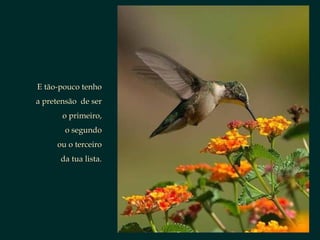E tão-pouco tenhoE tão-pouco tenho
a pretensão de sera pretensão de ser
o primeiro,o primeiro,
o segundoo segundo
ou o terceiroou o terceiro
da tua lista.da tua lista.
 