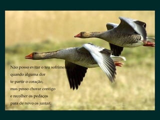 Não posso evitar o teu sofrimento
quando alguma dor
te partir o coração,
mas posso chorar contigo
e recolher os pedaços
para de novo os juntar.
 