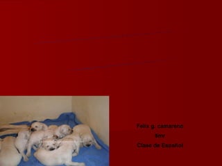Felix g. camareno 6mr Clase de Español POEMARIO ELECTRÓNICO ¡El Ambiente Y los animales! 