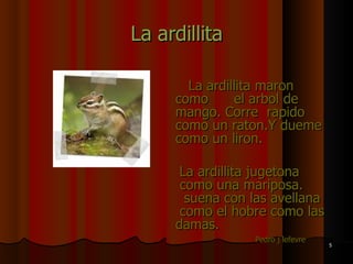 La ardillita La ardillita maron como  el arbol de mango. Corre  rapido como un raton.Y dueme como un liron. La ardillita jugetona  como una mariposa.  suena con las avellana  como el hobre como las damas.  Pedro j lefevre   