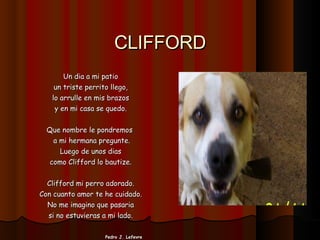 CLIFFORD Un dia a mi patio un triste perrito llego, lo arrulle en mis brazos y en mi casa se quedo. Que nombre le pondremos  a mi hermana pregunte. Luego de unos dias como Clifford lo bautize. Clifford mi perro adorado. Con cuanto amor te he cuidado. No me imagino que pasaria si no estuvieras a mi lado. Pedro J. Lefevre 