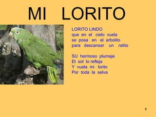 MI  LORITO LORITO LINDO  que  en  el  cielo  vuela  se  posa  en  el  arbolito para  descansar  un  ratito  SU  hermoso  plumaje El  sol  lo refleja Y  vuela  mi  lorito Por  toda  la  selva  