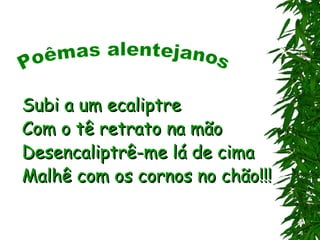 Subi a um ecaliptre
Com o tê retrato na mão
Desencaliptrê-me lá de cima
Malhê com os cornos no chão!!!
 
