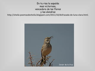 En tu risa la espalda
                                mas victoriosa,
                           vencedora de las flores
                                 y las alondras
http://sheila-poemasdesheila.blogspot.com/2011/10/disfrazada-de-luna-clara.html.
 