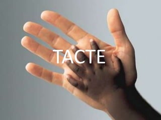 TACTE
 