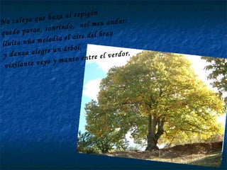 Na caleya que baxa al espigón quedo parao, sonrindo,  nel meu andar: lluita núa melodía el aire del brao y danza alegre un árbol, vixilante veyo y manso entre el verdor. 