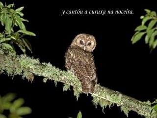 y cantóu a curuxa na noceira. 