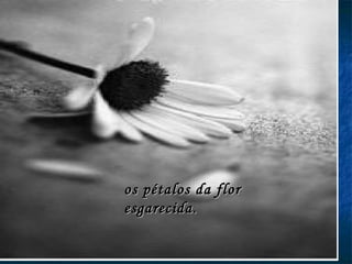 os pétalos da flor  esgarecida. 