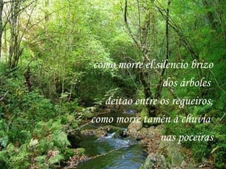 como morre el silencio brizo dos árboles  deitao entre os regueiros, como morre tamén a chuvia  nas poceiras 