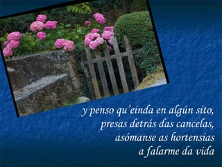 y penso qu’einda en algún sito, presas detrás das cancelas, asómanse as hortensias a falarme da vida 