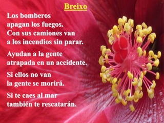 Breixo
Los bomberos
apagan los fuegos.
Con sus camiones van
a los incendios sin parar.
Ayudan a la gente
atrapada en un accidente.
Si ellos no van
la gente se morirá.
Si te caes al mar
también te rescatarán.
 
