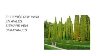 EL CIPRÉS QUE VIVÍA
EN AVILÉS
SIEMPRE VEÍA
CHIMPANCÉS.
 