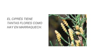 EL CIPRÉS TIENE
TANTAS FLORES COMO
HAY EN MARRAQUECH.
 