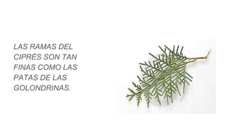 LAS RAMAS DEL
CIPRÉS SON TAN
FINAS COMO LAS
PATAS DE LAS
GOLONDRINAS.
 